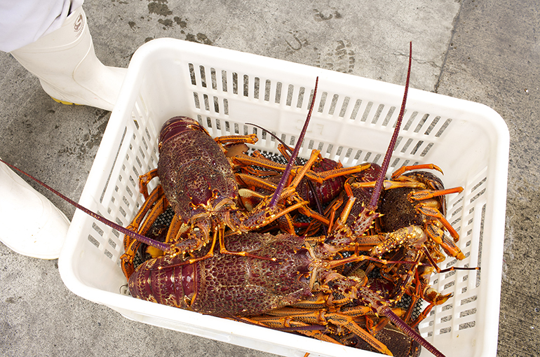 First Batch of New Zealand Rock Lobsters Arrives in China's Wuhan in 26 Hours