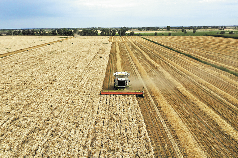 China's Summer Grain Output Holds Steady at 149.7 Million Tons Despite Droughts