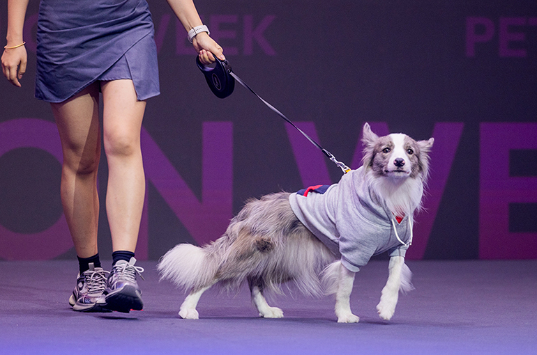 [In Photos] 27th Pet Fair Asia Opens in Shanghai