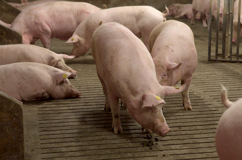 Chinese Team Transplants World’s First Genetically Engineered Pig Lung Into Brain-Dead Human
