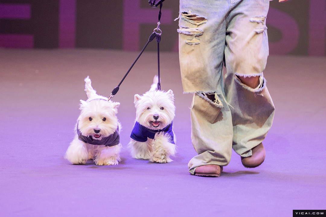 China’s Pet Market Booms as Staple Food Sales Drive Strong Growth in First Half
