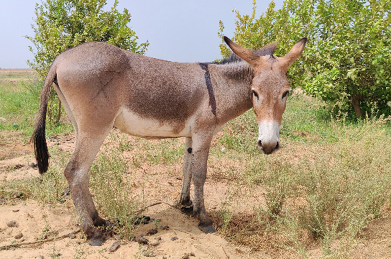 Chinese Traders Scour the Globe for Donkeys, an Asset More Valuable Than Cattle or Horses