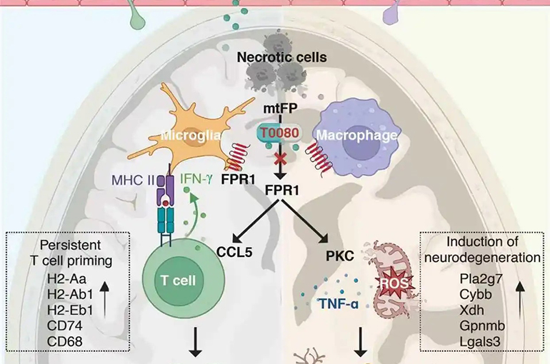 Chinese Scientists Make Breakthrough in Treating Nervous System Diseases