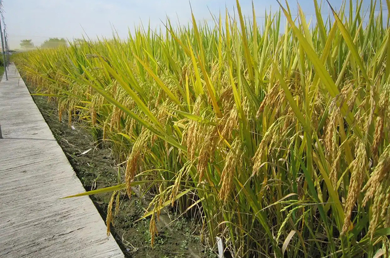 Chinese Scientists Crack Genetic Code Behind Rice’s Heat Tolerance