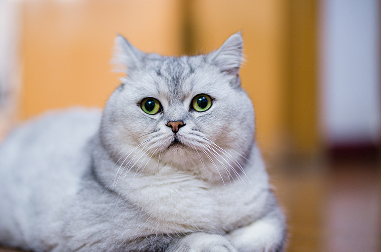 China’s Huadong Medicine Gains After Ministry Accepts Application for Weight-Loss Drug for Cats