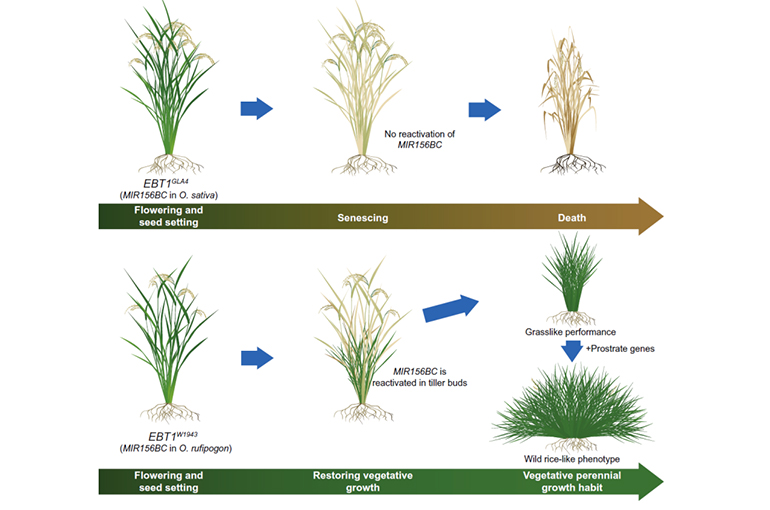 Chinese Researchers Discover Gene That Could Enable Multi-Harvest Rice