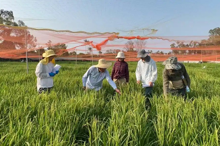 Chinese Scientists Uncover Genetic Mechanism That Helps Rice Resist Bacterial Blight