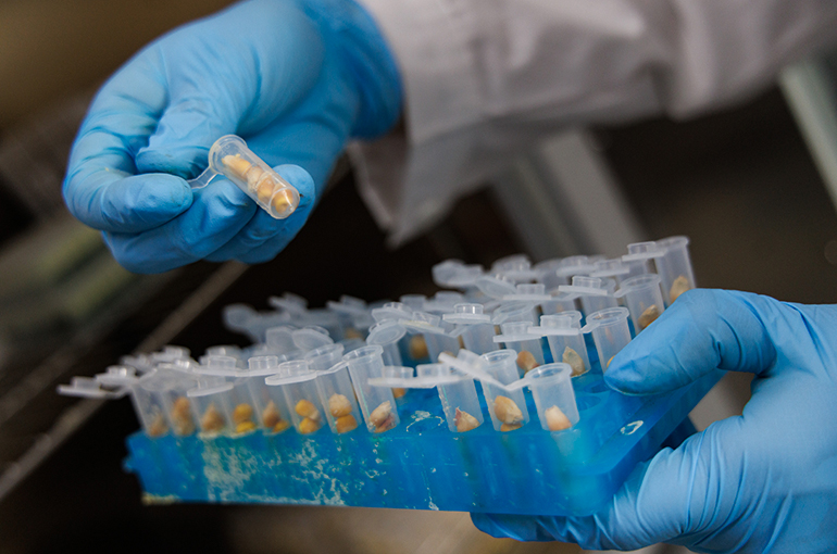 Chinese Scientists Find New Gene to Boost Protein in Corn