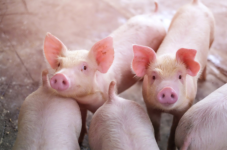 China Urges Pig Breeders to Cut Capacity After Prices Fall to 10-Year Low