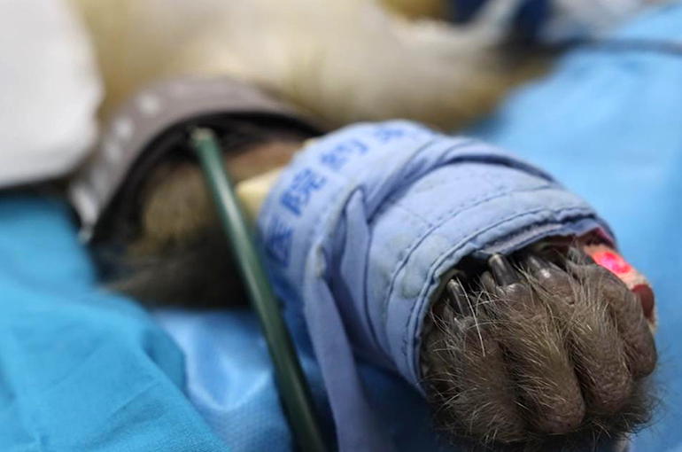 Lab Monkey Prices in China Top USD29,480 Amid Boom in New Drug R&D, Source Says