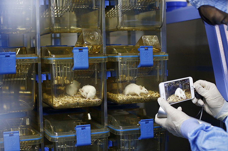 China Seeks Input on NAMs Initiative to Reduce Drug Testing on Animals
