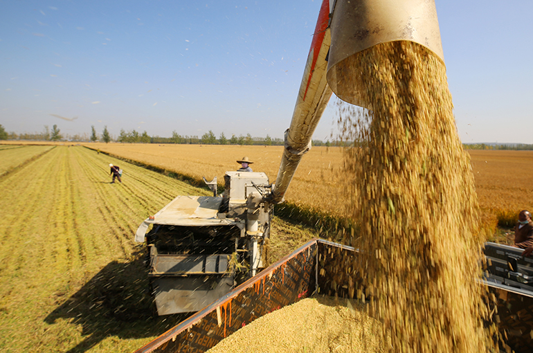 Chinese Seed Industry Stocks Rise As Int’l Agricultural Commodity Prices Surge