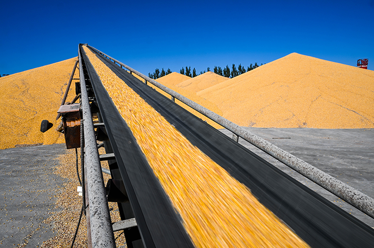 Surging Global Grain Prices to Have Limited Impact on Chinese Market, Analyst Says