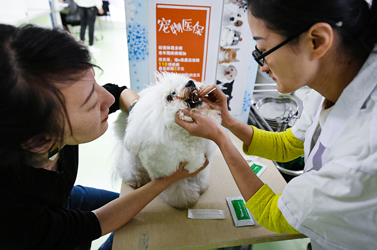 Popularity of Pet Insurance in China Increases as Penetration Rate Reaches 4%