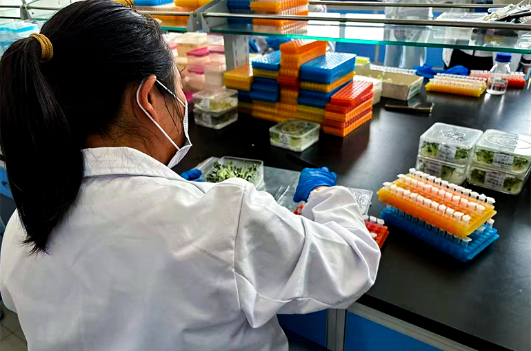 How a Tiny Vegetable Seed From China’s Ningxia Is Taking Root in Global Markets